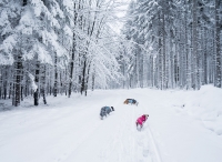 JBX Resort Avenue Lipno