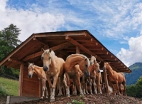 Hotel Agriturismo Donec